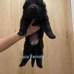 German Shepherd Puppies from Vom Jazzigen Haus