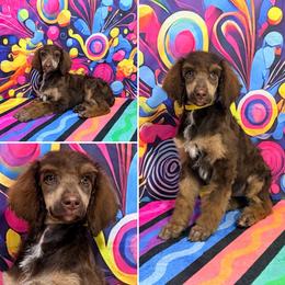 Yellow Collar - Brown female Poodle puppy in Houma, Louisiana from Smart Azz Poodles