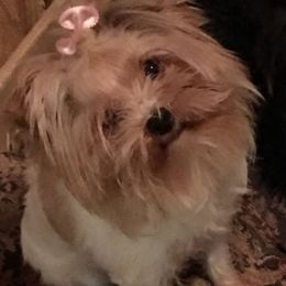 Kennedy - Yorkshire Terrier