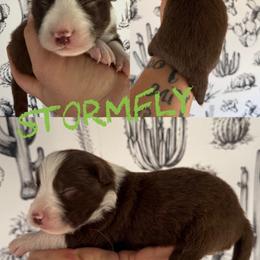 Stormfly - Chocolate female Border Collie puppy in Sanger, California from Flying M Cactus Ranch Buddies