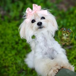 Snowbird - Maltipoo