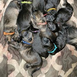 German Shepherd and Pembroke Welsh Corgi Puppies from Muddy Paws Corgis / Von Blake's Gedächtnis German Shepherds