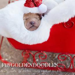Aussiedoodle and Goldendoodle Puppies from Ever After Doodles Arizona