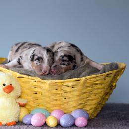 Australian Shepherd Puppies from Everly Australian Shepherds