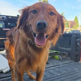 Porter - Golden Retriever