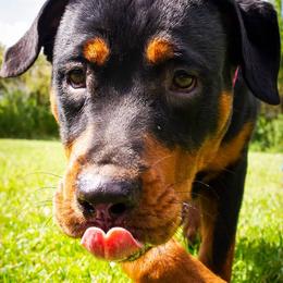 Rottweilers from Emperor Rottweilers