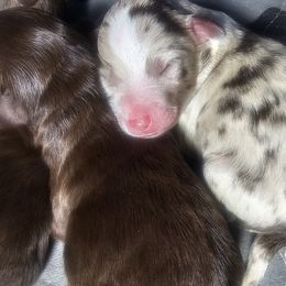Aussiedoodle puppies from Jade