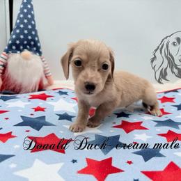 Donald Duck - Cream male Dachshund puppy in Prairieville, Louisiana from Southern Barron Danes & Dachshunds