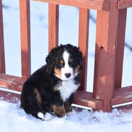 Bernese Mountain Dog Puppies from Must B Buffalo Berners