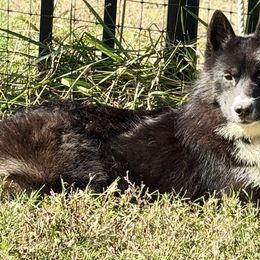 Cami - Black and white female Siberian Husky puppy in Mechanicsville, Virginia from Shinko Siberians