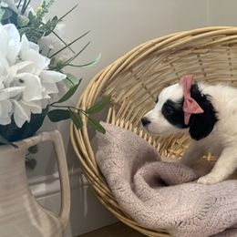 Chloe - Black and white female Bernedoodle puppy in Coventry, Rhode Island from Timber Trail Bernedoodles RI