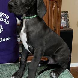 Great Dane Puppies from Hladik Great Danes