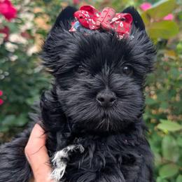 Scooby - Black and gold male Yorkshire Terrier puppy in Gaylesville, Alabama from Sweet Alabama Yorkies