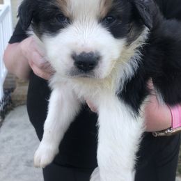 Australian Shepherd Puppies from Apple Hill Aussies