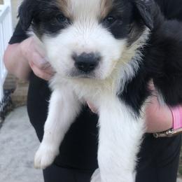 Australian Shepherd Puppies from Apple Hill Aussies