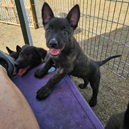 Lavender collar girl - Black brindle female Dutch Shepherd puppy in Howey In The Hills, Florida from MAC K9 Dutch Shepherds