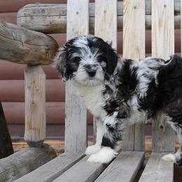 Aussiedoodle Puppies from Aspen River Doodles