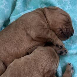 Sparrow - Dark golden female Golden Retriever puppy in Reading, Vermont from Green Mountain Golden Retrievers