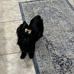 No short name - Yorkshire Terrier