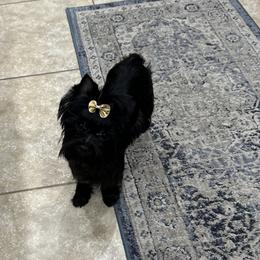 No short name - Yorkshire Terrier