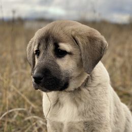 Amber Girl - Fawn female Anatolian Shepherd Dog puppy in Kalispell, Montana from Wild Rooster Family Farm (AKC Anatolians OFA Hips Tested)