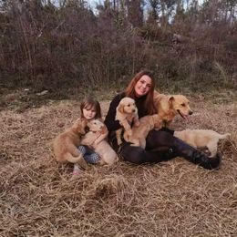 Golden Retriever Puppies from Golden Coast Kennels