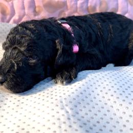 French Bulldog and Poodle Puppies from Dallas Paw Connect