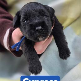 Cypress - Black male Miniature Schnauzer puppy in Piedmont, Oklahoma from J&K's Miniature Schnauzers