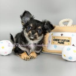 Nancy - Black and tan female Chihuahua puppy in Anderson, South Carolina from Lil Treasures Chihuahuas