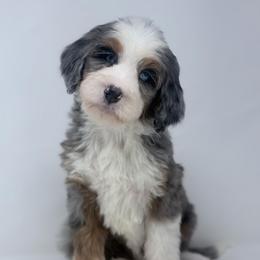 Encore - Blue merle male Bernedoodle puppy in Fleming, Colorado from Vandenbark Doodles
