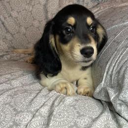 Beau - Piebald male Dachshund puppy in Norman, Oklahoma from Country Chapel Dachshunds