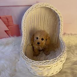 Vanilla(AKC) - Cream female Poodle puppy in Moreno Valley, California from Yanni's Poodle