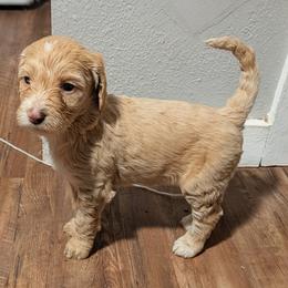 Hermione - Fawn and white female Sheepadoodle puppy in Austin, Texas from Darling Doodles