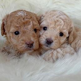 Poodle puppies from Red Okie Poos