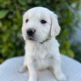 Green Collar Boy - Light golden male Golden Retriever puppy in Utah from Deseret Peak Goldens