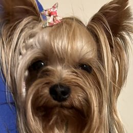 Maltese and Yorkshire Terriers from Jurate Belanger