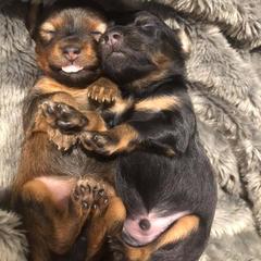 Russian Toy Puppies from Pinnacle Russian Toys