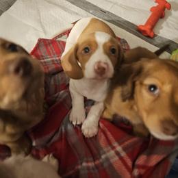 Dachshund Puppies from Dog Crick Daschunds
