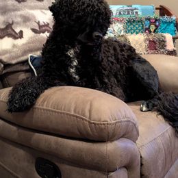 Mercy - Portuguese Water Dog