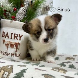 Sirius - Sable male Pembroke Welsh Corgi puppy in Waverly, Iowa from A Hurd of Corgis
