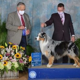 Chance - Australian Shepherd