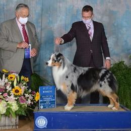 Chance - Australian Shepherd