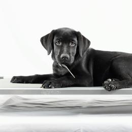 Mamba - Black female Labrador Retriever puppy in Morrilton, Arkansas from Ancient Dogges Performance Dogs