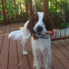 Irish Red and White Setters from Renegade Red & White Setters
