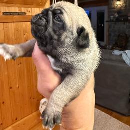 Motley - Fawn male Pug puppy in Milam, West Virginia from Vaubel Country Pugs