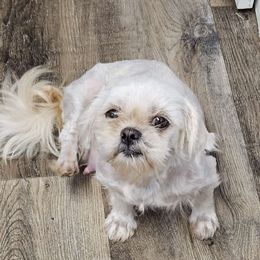 Lollipop - Shih Tzu