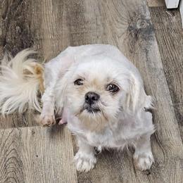 Lollipop - Shih Tzu