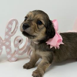 Hope- (Expectation of blessings) - Cream female Dachshund puppy in Murfreesboro, Tennessee from Kimbrie's Dream Cream Doxies