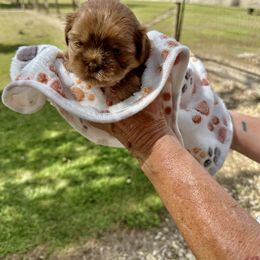 Sparky - Gold male Shih Tzu puppy in Covington, Louisiana from Oakview Kennels