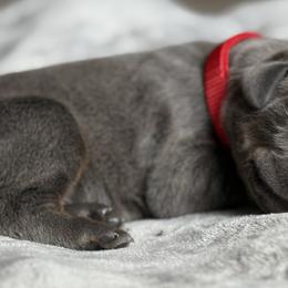 Doberman Pinscher Puppies from Haus of Hound